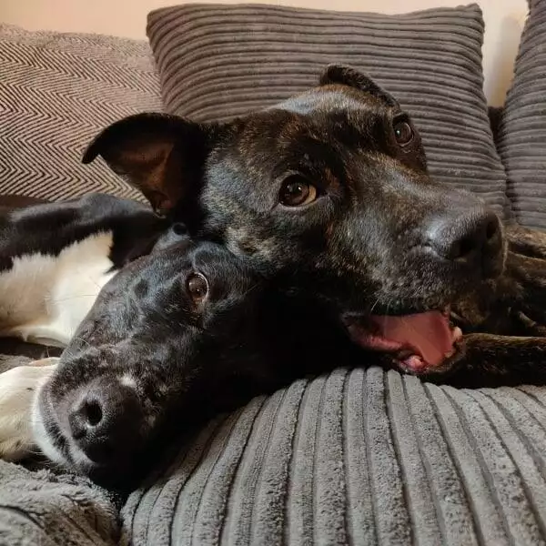 Susie and Goose