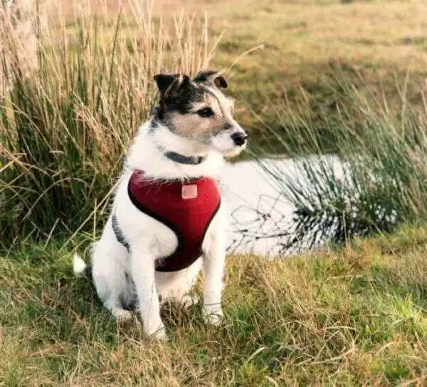 The Least Expensive Dogs To Insure - Terrier 