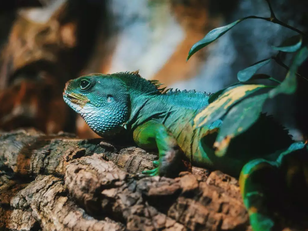 best reptile terrariums