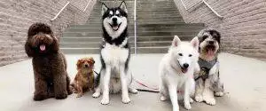 The Life Stages Of A Dog