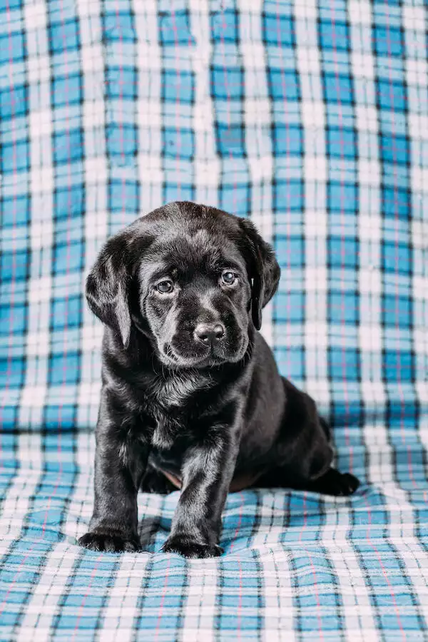 How To Toilet Train Your Puppy