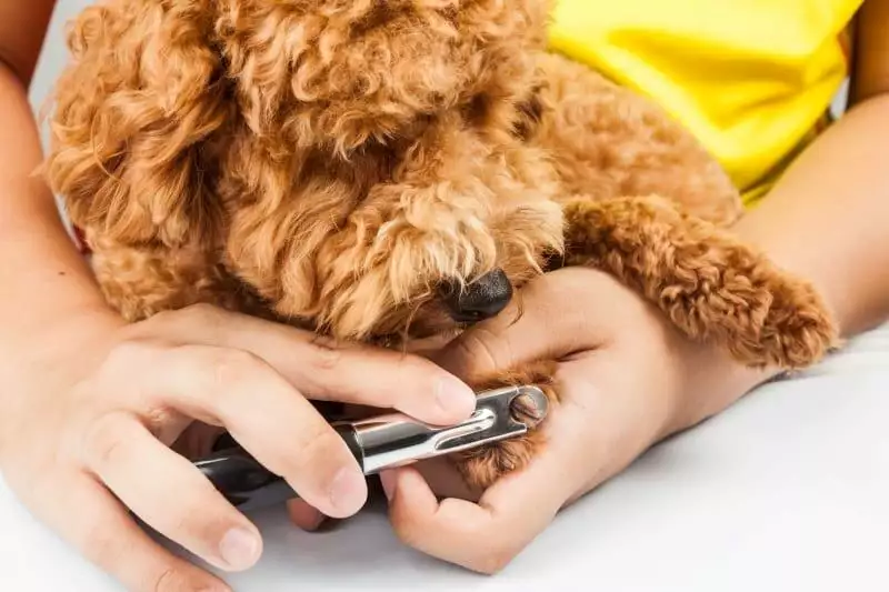 using nail trimmers for dogs