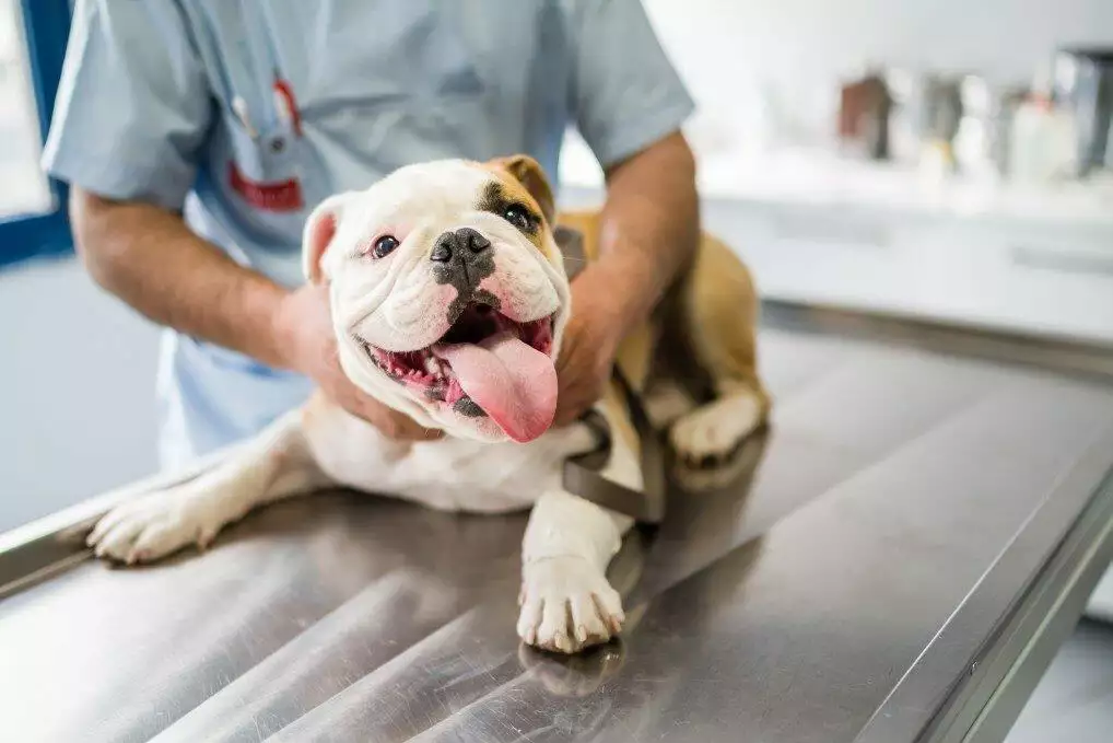 Best Dog Insurance - How to choose the best dog insurance