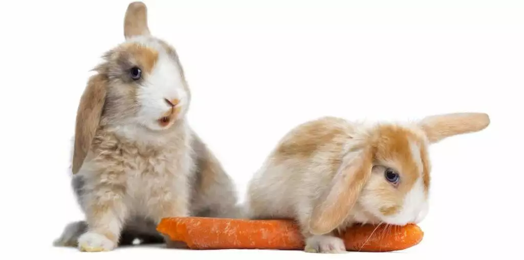 What Rabbits Can Eat