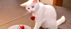 Vegan Cat Dog Diet Guide