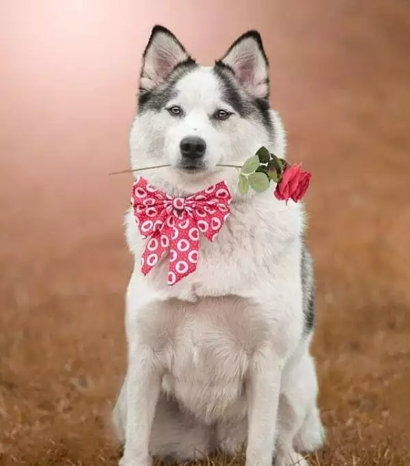 wet nosed pup ties