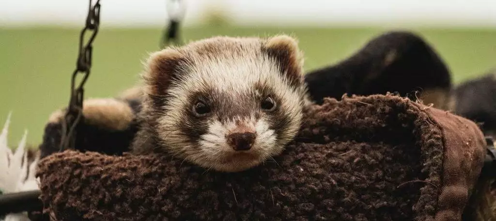 Ferret Diet