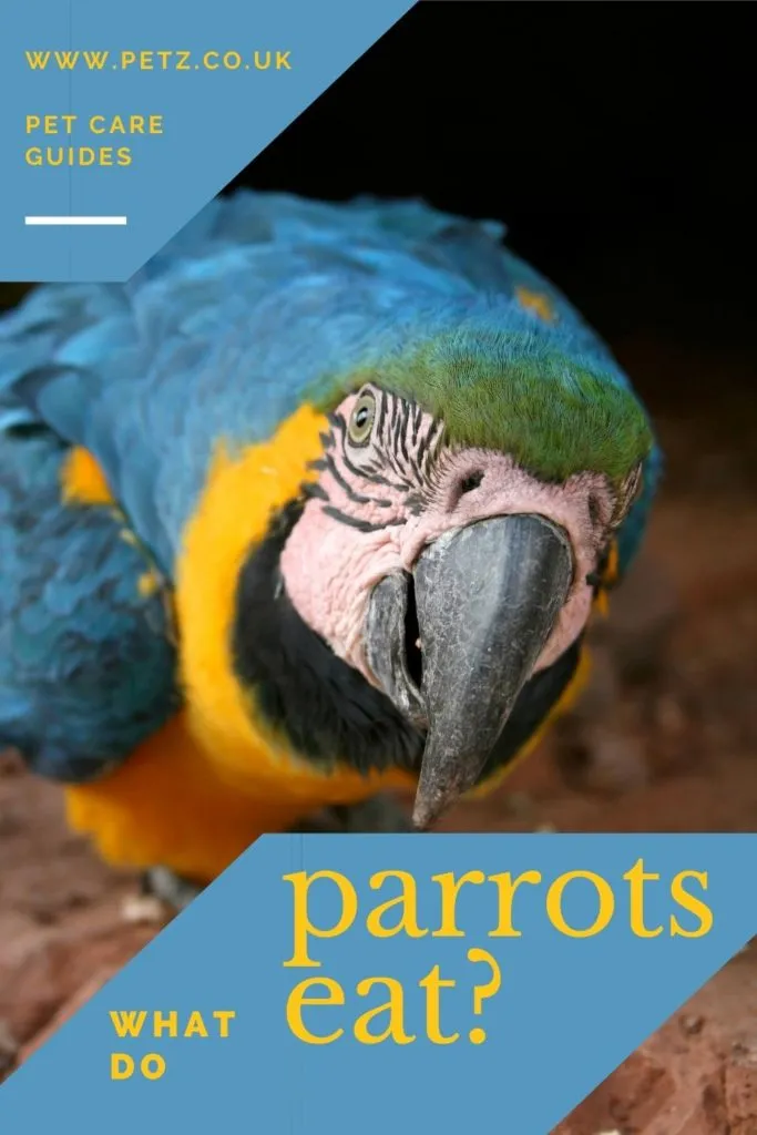 What Do Parrots Eat