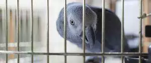 What Parrots Can and Can't Eat