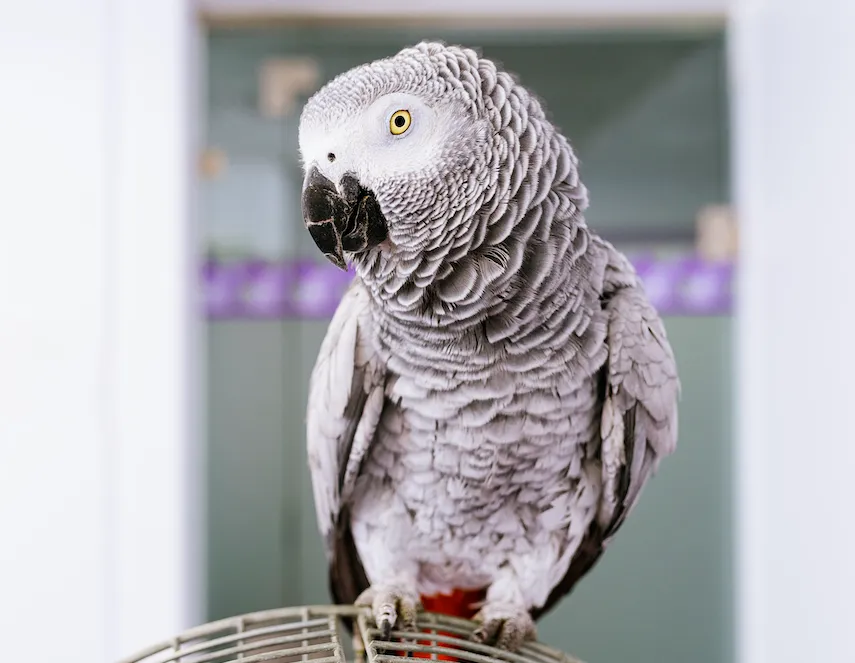 What Parrots Eat
