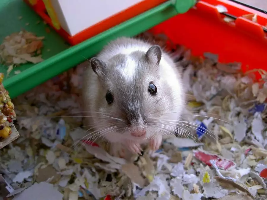 What size gerbil cage