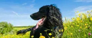 Why Dogs Eat Grass