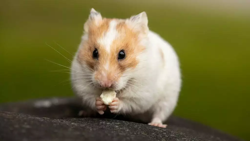 Why Is My Hamster Shaking