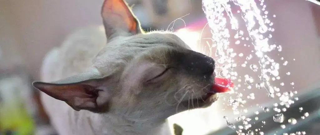 Why your cat may not be drinking water from bowl